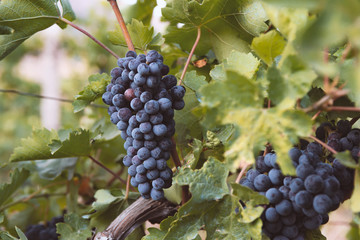 harvest of blue grapes. fields vineyards ripen grapes for wine