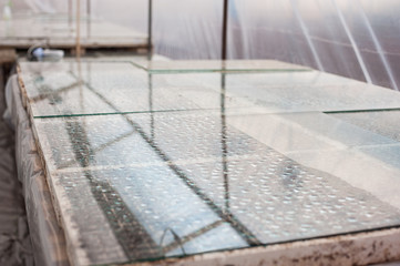 germination of seeds under glass in a greenhouse