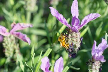 Bee on a flower