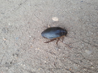 spring beetle creeps along the sand to the grass
