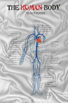 human body venous system