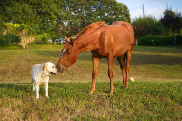 Obraz na płótnie Canvas horse and dog