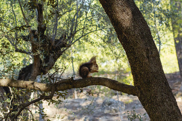 Ardilla salvaje en bosques en España