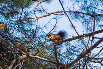 Ardilla salvaje en bosques en España