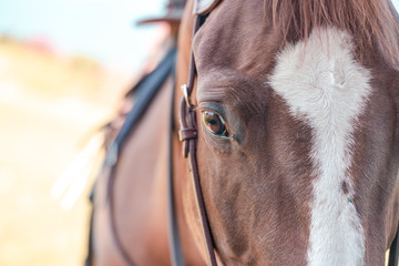 horse close-up