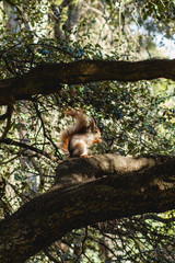 Obraz premium Ardilla salvaje en bosques en España