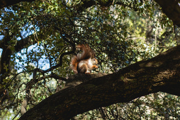 Ardilla salvaje en bosques en España