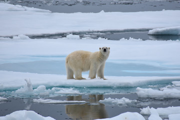 Polar bear in Svalbard Archipelago, Norway