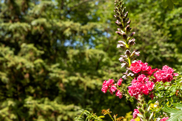 Tourrettes-sur-Loup, France, Pont Du Loup