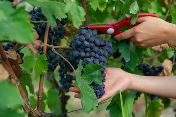 close-up man picking red wine grapes on vine in vineyard.harvest of blue grapes. fields vineyards...