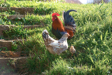 rooster and hen