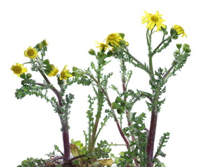 Yellow field flowers with barbed leaves in spring isolated on white background, clipping path