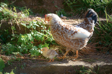 chicken in the grass