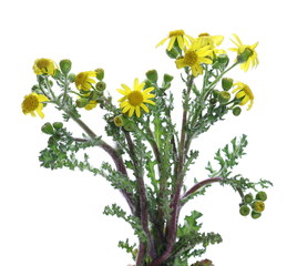 Yellow field flowers with barbed leaves in spring isolated on white background, clipping path