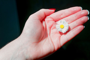 Field daisy flower in girls hand