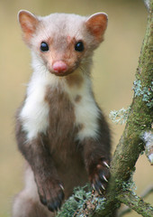 European pine marten (Martes martes) playing and posing on camera