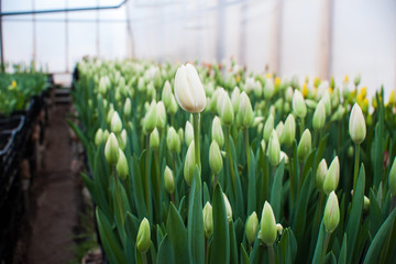 white Tulip buds, cultivation of varietal flowers in a greenhouse