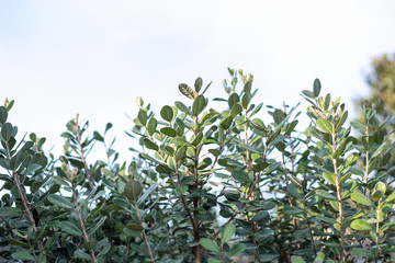 Closeup of feijoa tree shrub. Acca sellowiana or pineapple guava background