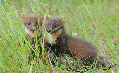 European pine marten (Martes martes) playing and posing on camera