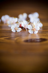 Branch of blooming spring apricots on a wooden