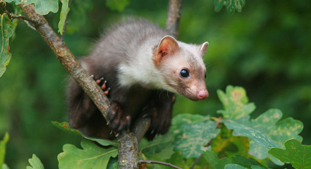 European pine marten (Martes martes) playing and posing on camera