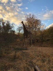 giraffe in the savannah