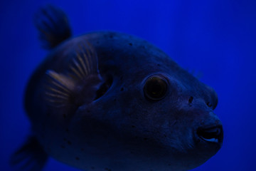 Guineafowl puffer sea fish in saltwater aquarium nature wild life