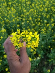 hand holding yellow flower