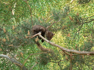 European pine marten (Martes martes) posing on camera