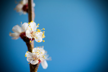 Branch of blooming spring apricots on a blue