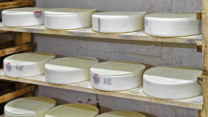 Shelves of young Cheese in maturing cellar Franche Comte