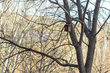 Casa colgante de madera pájaro bosque solitario
