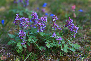 purple flowers in the garden