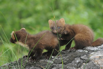 European pine marten (Martes martes) posing on camera