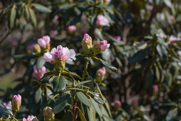 Fototapeta na wymiar rhododendron bush blooms in the garden in spring