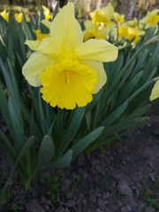 Obraz premium daffodil flowers in the garden