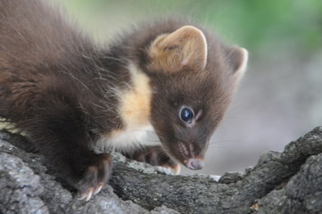 European pine marten (Martes martes) playing and posing on camera