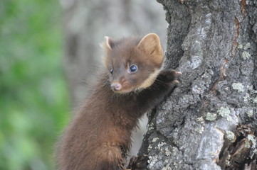 European pine marten (Martes martes) posing on camera