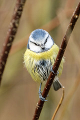 Blaumeise