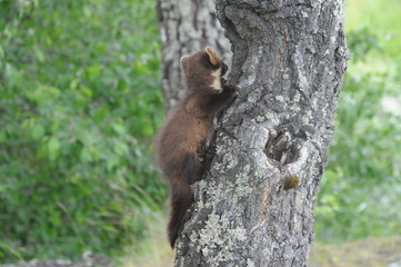European pine marten (Martes martes) posing on camera