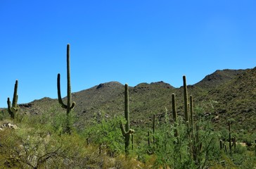 Cactus along the old western landscape 