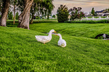 ducks having a conversation
