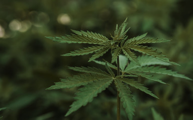 Background of young shoots of marijuana. Growing organic cannabis on the farm. Wallpaper of...