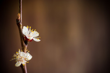 Branch of blooming spring apricots on a dark background