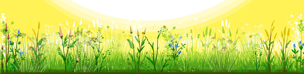 Meadow with flowers and sun. Morning day. Flowering grass. Grassy landscape. Vector background. Horizontal view of spring summer forbs. Green yellow paysage. Plants, Herbs. Bright beautiful scenery. © WebPAINTER-Std