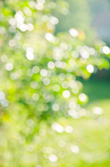 Obraz premium natural summer or spring background.