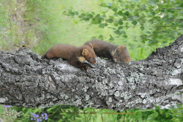 European pine marten (Martes martes) posing on camera