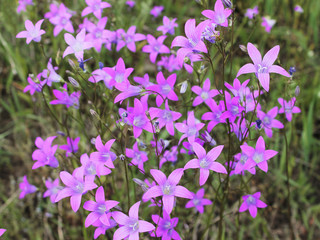 purple bluebells bloom in a green field