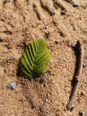 cactus in the sand