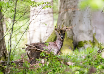 Rehtreffen im Wald